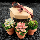 Little Garden SF LLC